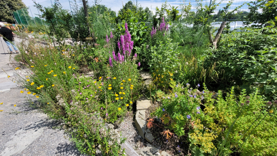 Landesgarten_Wangen_20240701_142842_1920